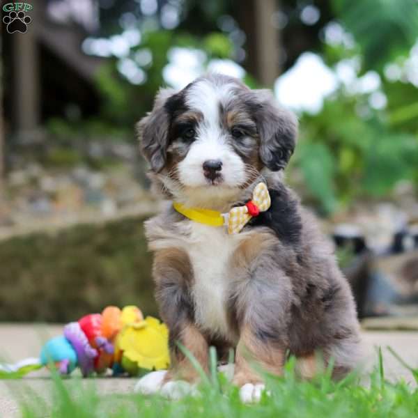 Tang, Mini Bernedoodle Puppy